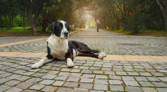 Grote hond